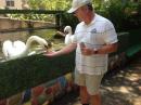 The swans were sweet, no biting!